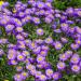 Erigeron Azure Fairy Garden Flowers