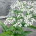 Eupatorium Boneset White Flowering Plants