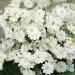 Fairy Primrose White Garden Flowers