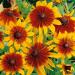 Gloriosa Daisy Flower Seed