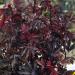 Hibiscus Mahogany Splendor Plants