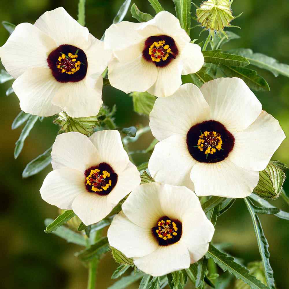 Hibiscus White Flowers