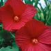 Hibiscus Red Flowers