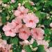 Pink Impatiens Container Flowers