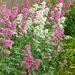 Centranthus Ruber Seed mix