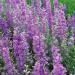 Delphinium Consolida Lilac Spire Flowers