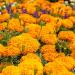Tagetes Erecta Orange Flowers