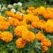 Tagetes Erecta Orange Garden Flower