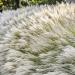 Chinese Silver Ornamental Grass