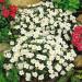 Nierembergia White Robe Flowers