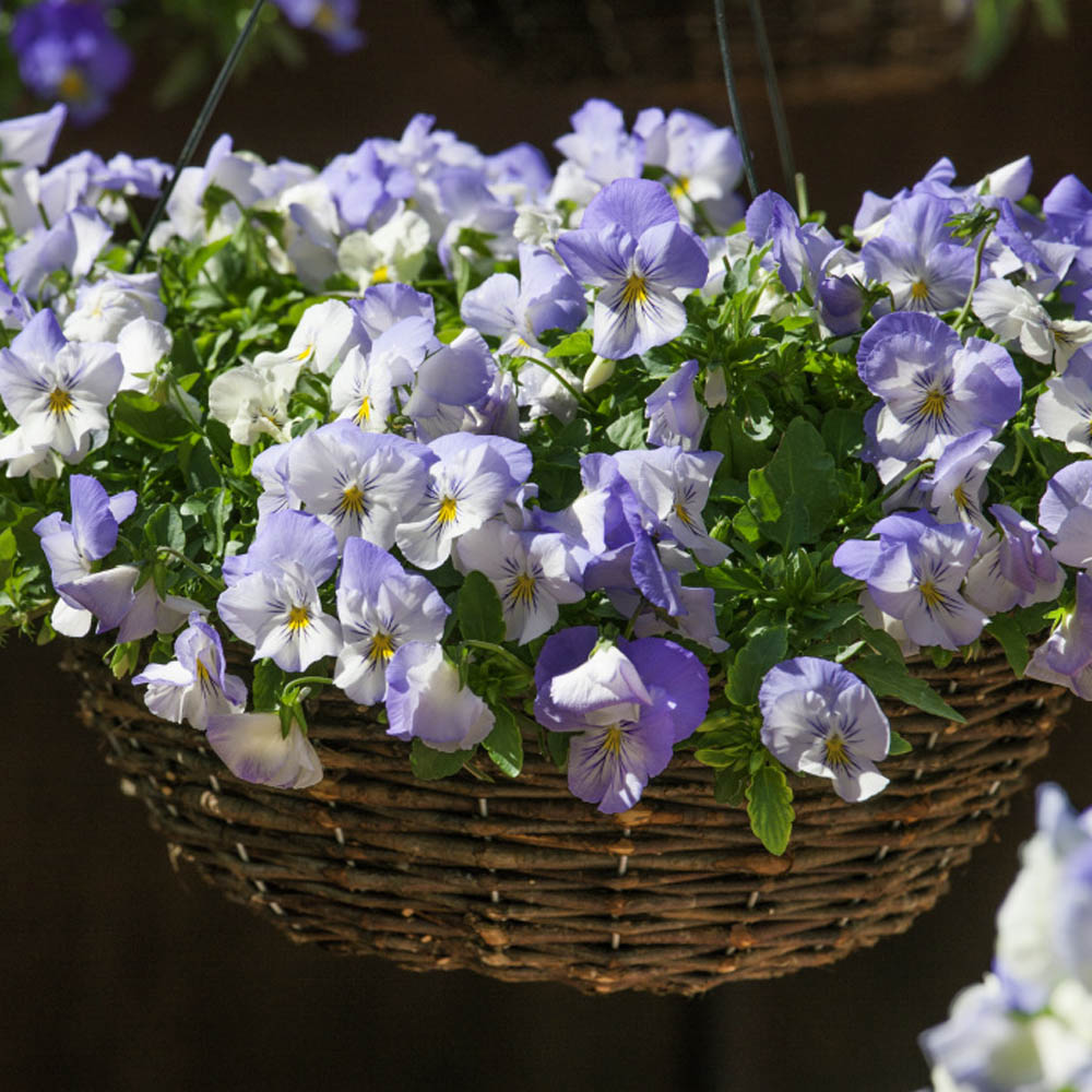 Pansy Cool Wave Frost Hanging Basket