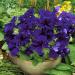 Petunia Grandiflora Blue Flowers