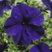 Petunia Blue Garden Flowers