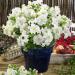 Petunia Multiflora White Container Flowers