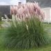 Pink Pampas Ornamental Container Plants