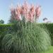 Pink Pampas Ornamental Grass