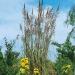 Plume Grass Erianthus Ravennae