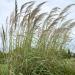 Erianthus ravenna Grass