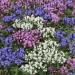 Prunella Ground Cover Seed Mix