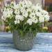 Prunella White Container Plants