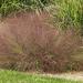 Eragrostis Spectabilis Ornamental Grass