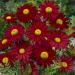 Pyrethrum Robinson Red Garden Flowers