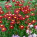 Pyrethrum Red Flowers