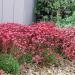 Saxifraga Rose Robe Groundcovers