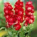 Matthiola Incana Crimson Flowers