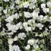 Sweet Pea Pearl White Flowers