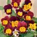 Viola Bambini Container Flower Mix