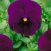Viola Swiss Giants Bergwacht Container Flowers