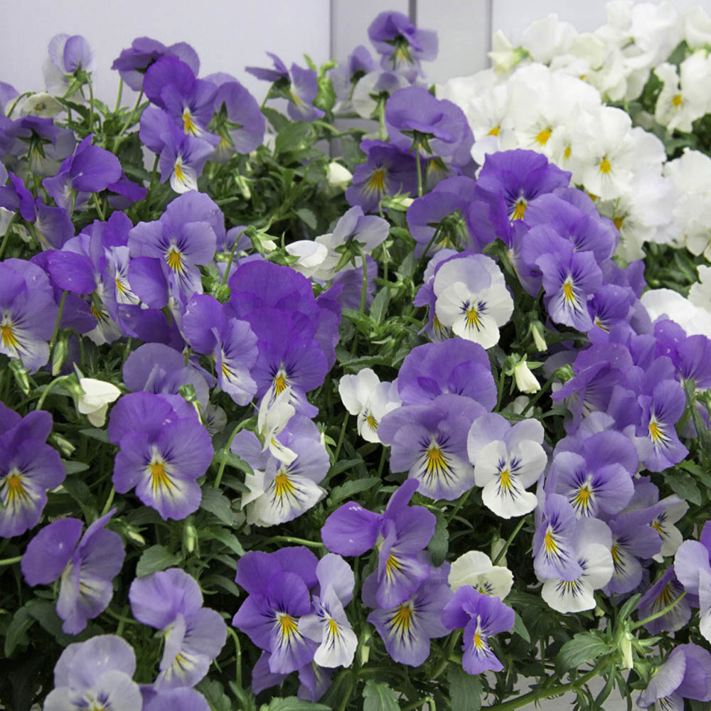 Pansy Cool Wave Frost Container Plant