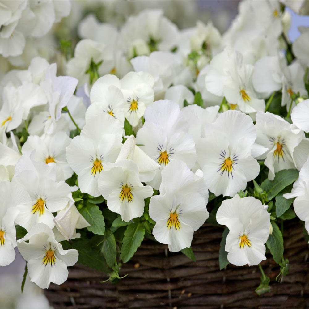 Pansy Cool Wave White Baskets