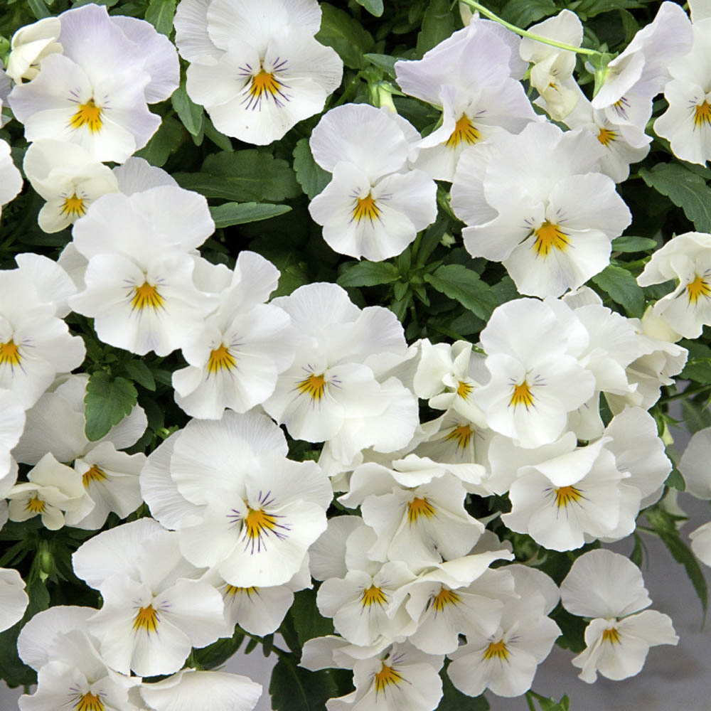 Pansy Cool Wave White Hanging Garden Baskets