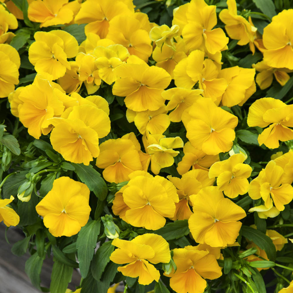Pansy Cool Wave Golden Yellow Flowers