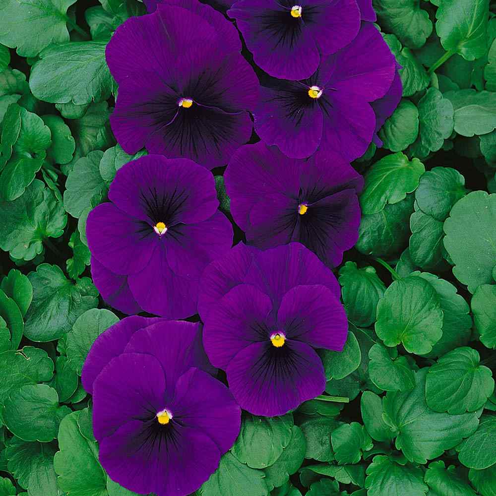 Viola Majestic Giants Purple Flowers