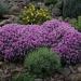 Alyssum Violet Queen Ground Cover Plants