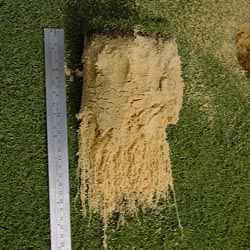 Mycorrhizae Inoculated