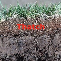 Thatch Picture