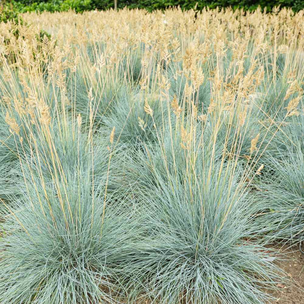 Blue Fescue Ornamental Grass