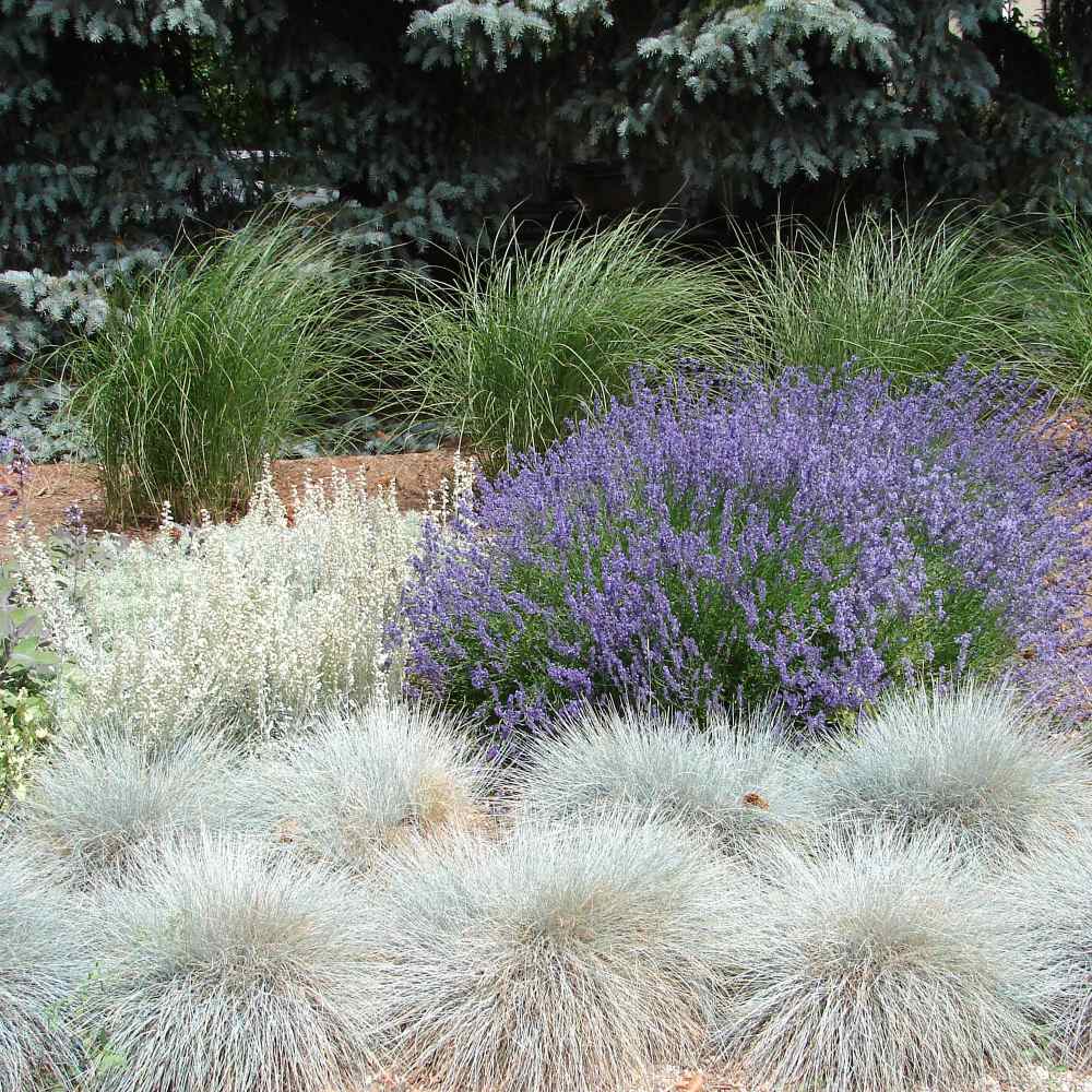 Blue Fescue Seed Festuca Cinerea Ornamental Grass Seeds Blue Fescue Seed Festuca Cinerea Ornamental Grass Seeds