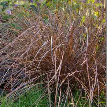 Carex Flagellifera