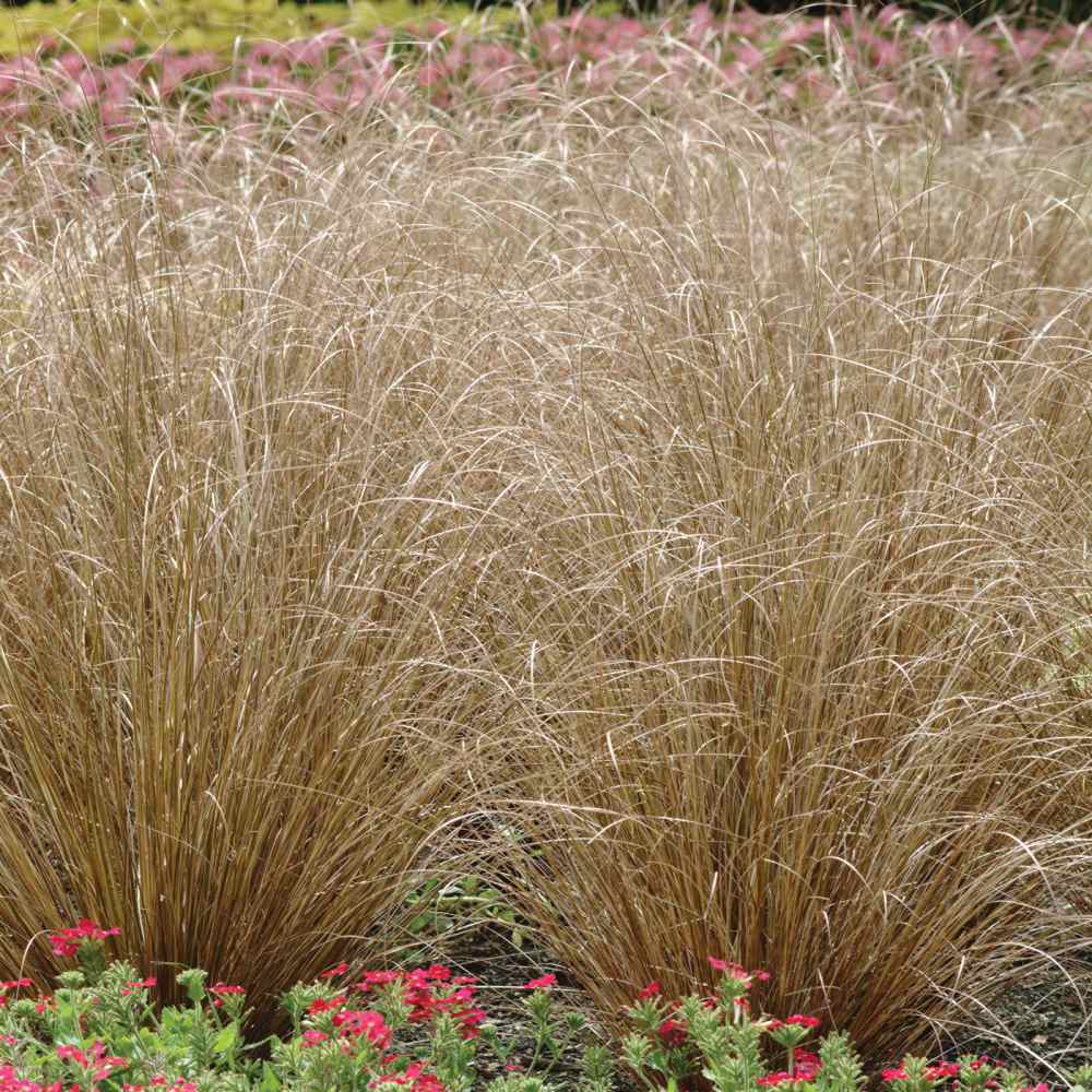 Carex Seed - Carex Buchananii Red Rooster Ornamental Grass Seeds