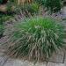 Pennisetum Ornamental Grass