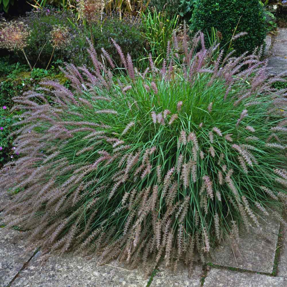 Fountain Grass Seed Pennisetum Alopecuroides Ornamental