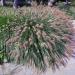 Pennisetum Alopecuroides Ornamental Grass
