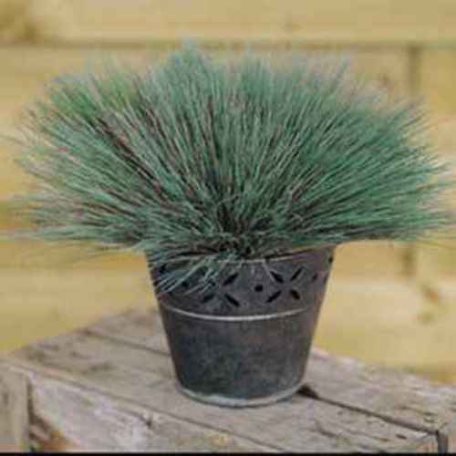 Corynephorus Seeds Spiky Blue Ornamental Grass Seed