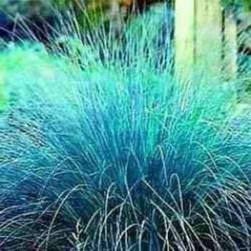 Ornamental Blue Grass Picture 33