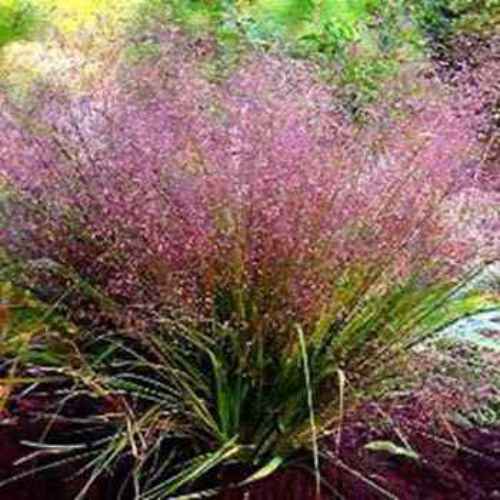 love grass seeds eragrostis spectabilis ornamental grass seed love grass seeds eragrostis spectabilis ornamental grass seed